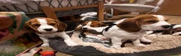 Beagle dogs for sale: DNA and KC registered beautiful puppies - Advert 3