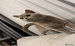 British Shorthair cats for sale: Male Leo  - Image 7