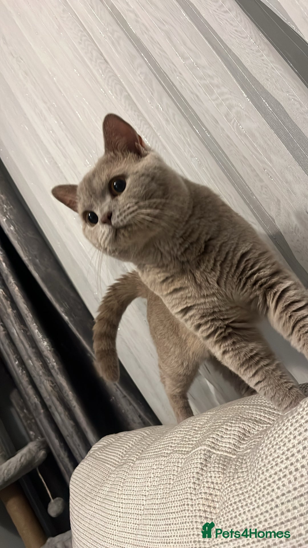 British Shorthair cats for sale: Male Leo  - Image 7