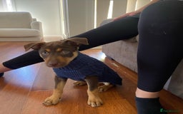 Australian Kelpie dogs for sale: Exceptional Male & Female Australian Kelpie - Image 1
