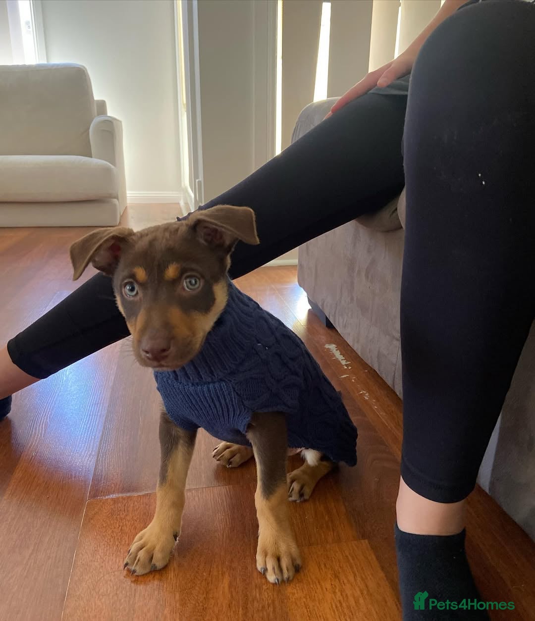 Australian Kelpie dogs for sale: Exceptional Male & Female Australian Kelpie - Image 1