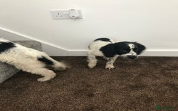 Sproodle dogs for sale: Sproodle - Image 16
