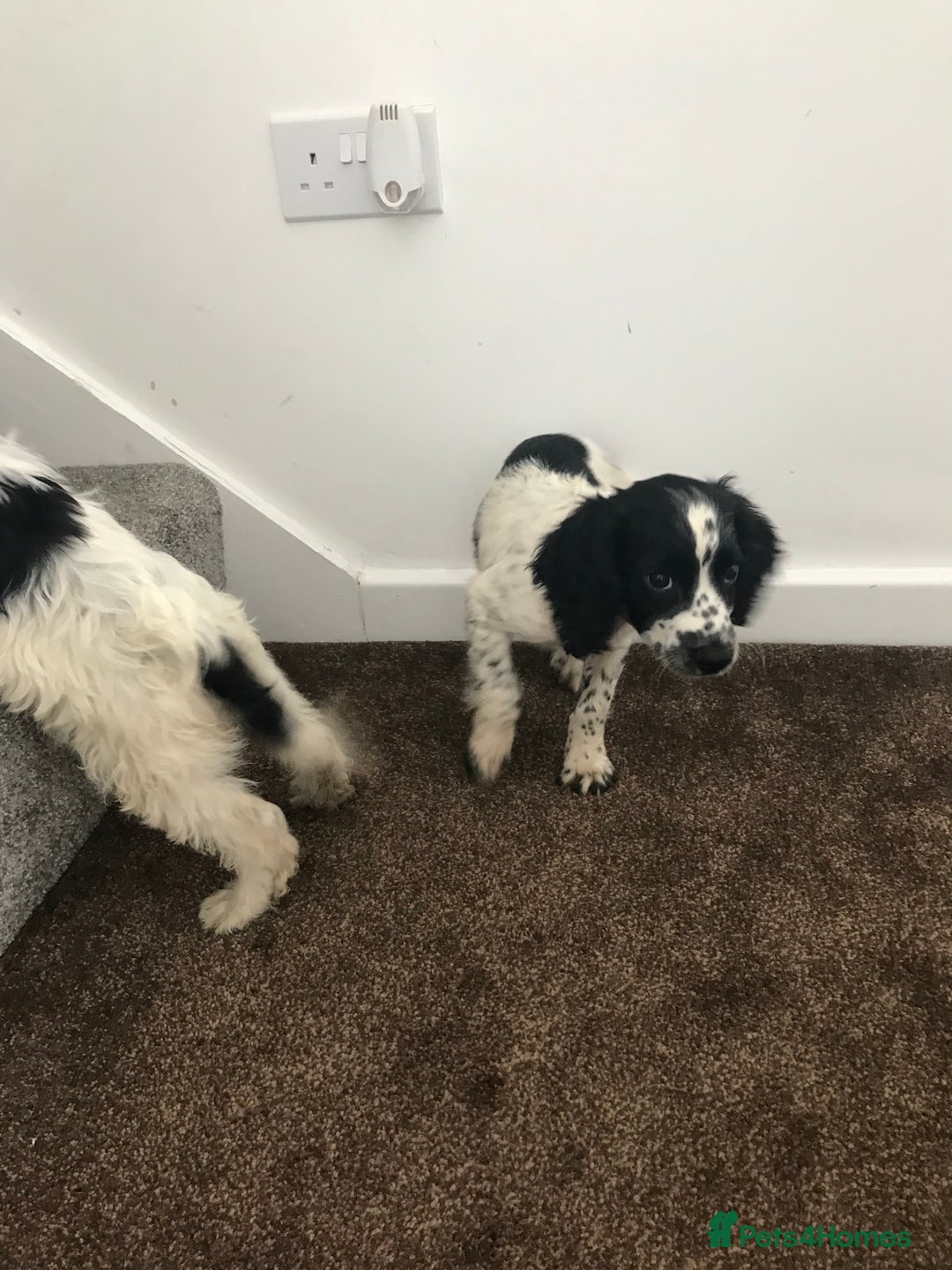 Sproodle dogs for sale: Sproodle - Image 16