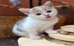 Mixed Breed cats for sale: 🐾 Adorable Kittens For Forever Homes 🐾  - Image 5