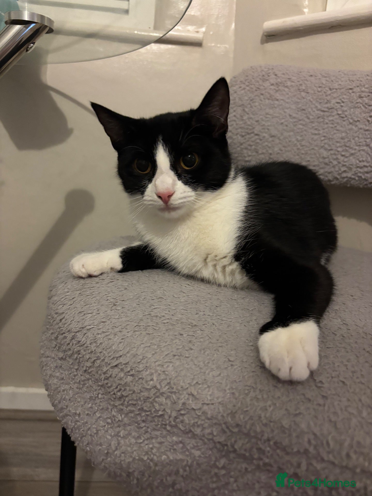 Mixed Breed cats REHOMING ASAP - Advert 2