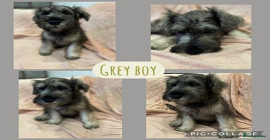 Miniature Schnauzer dogs DRASTICALLY REDUCED- Mini Schnauzer Puppies - Advert 16