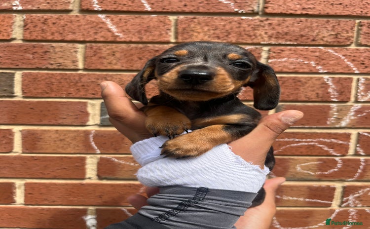 Miniature Dachshund dogs - Advert 6