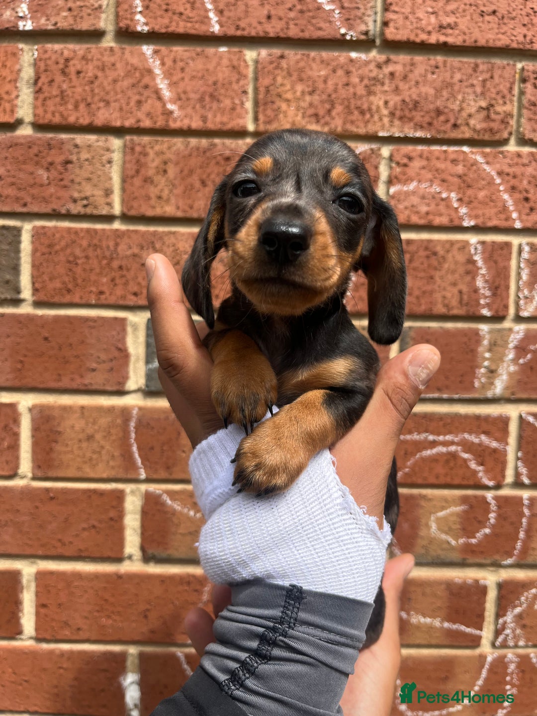Miniature Dachshund dogs for sale: Miniature dachshunds  - Image 1