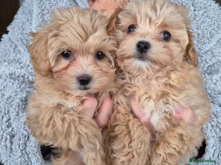 Maltipoo dogs F1 Maltipoo puppies 🐶 Just 2 girls remaining - Advert 6