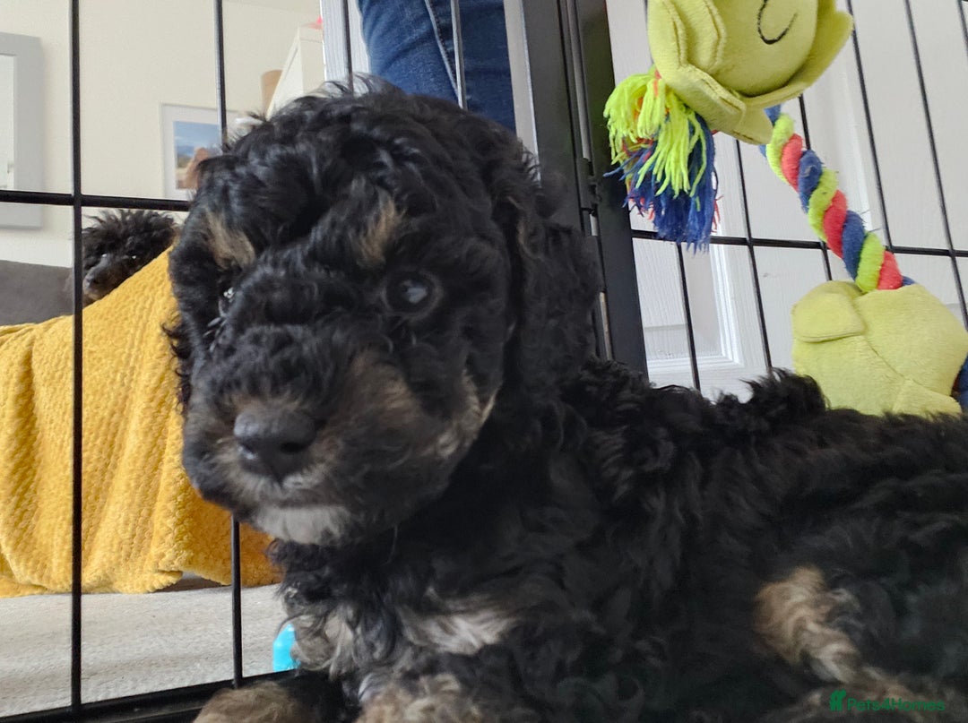 Toy Poodle dogs for sale: KC Black/Tan, Black/Cream Toy Poodles, READY NOW! in Morpeth - Image 11