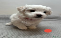 Maltese dogs for sale: Cute Maltese Puppies Looking for Loving Homes🇬🇧  - Image 3