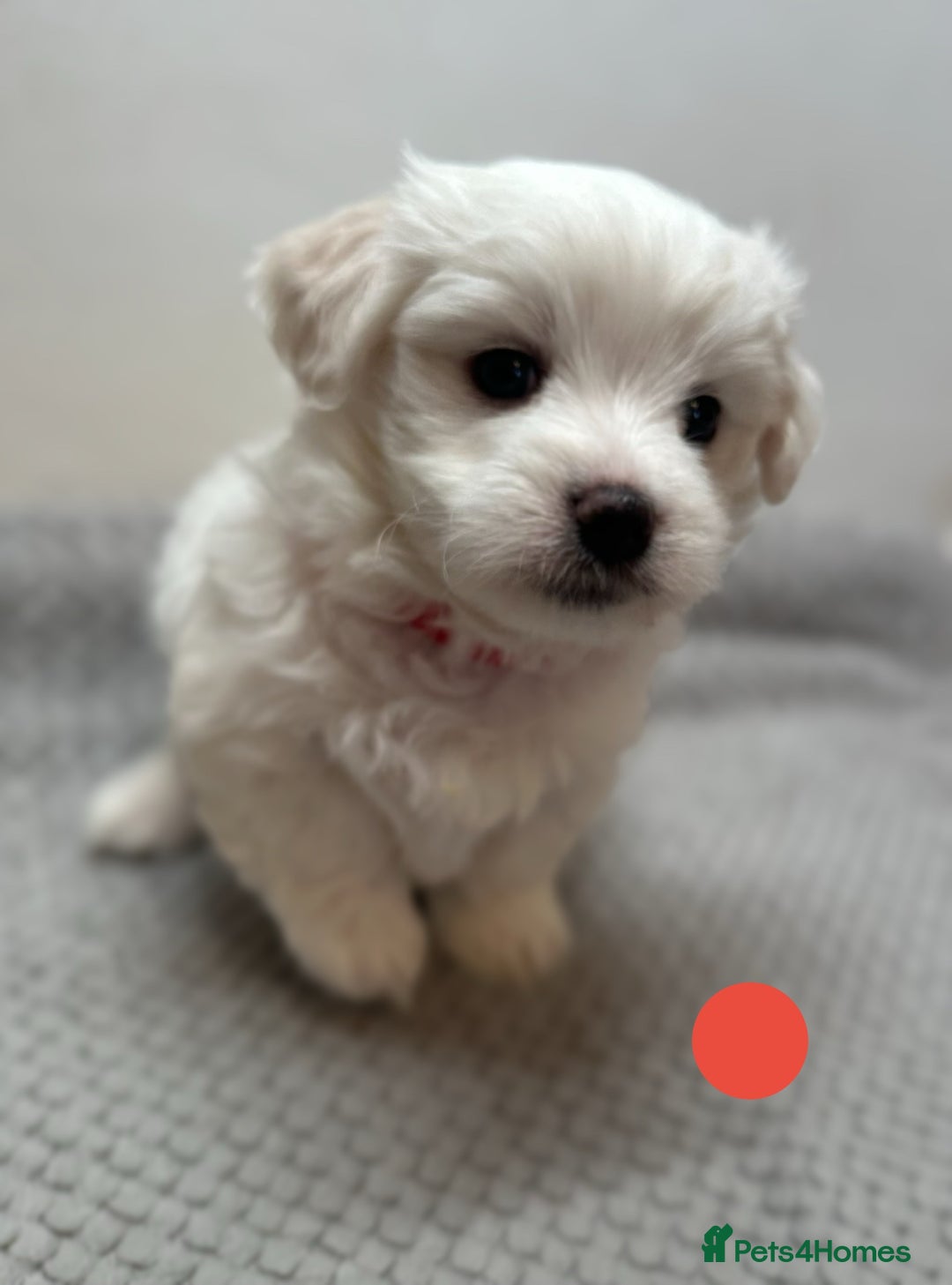 Maltese dogs for sale: Cute Maltese Puppies Looking for Loving Homes🇬🇧  - Image 3