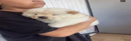 Chow Chow dogs for sale: Chow chow puppy  - Advert 8