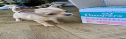 Chihuahua dogs for sale: READY NOW - 2 BOYS LEFT!! - Advert 14