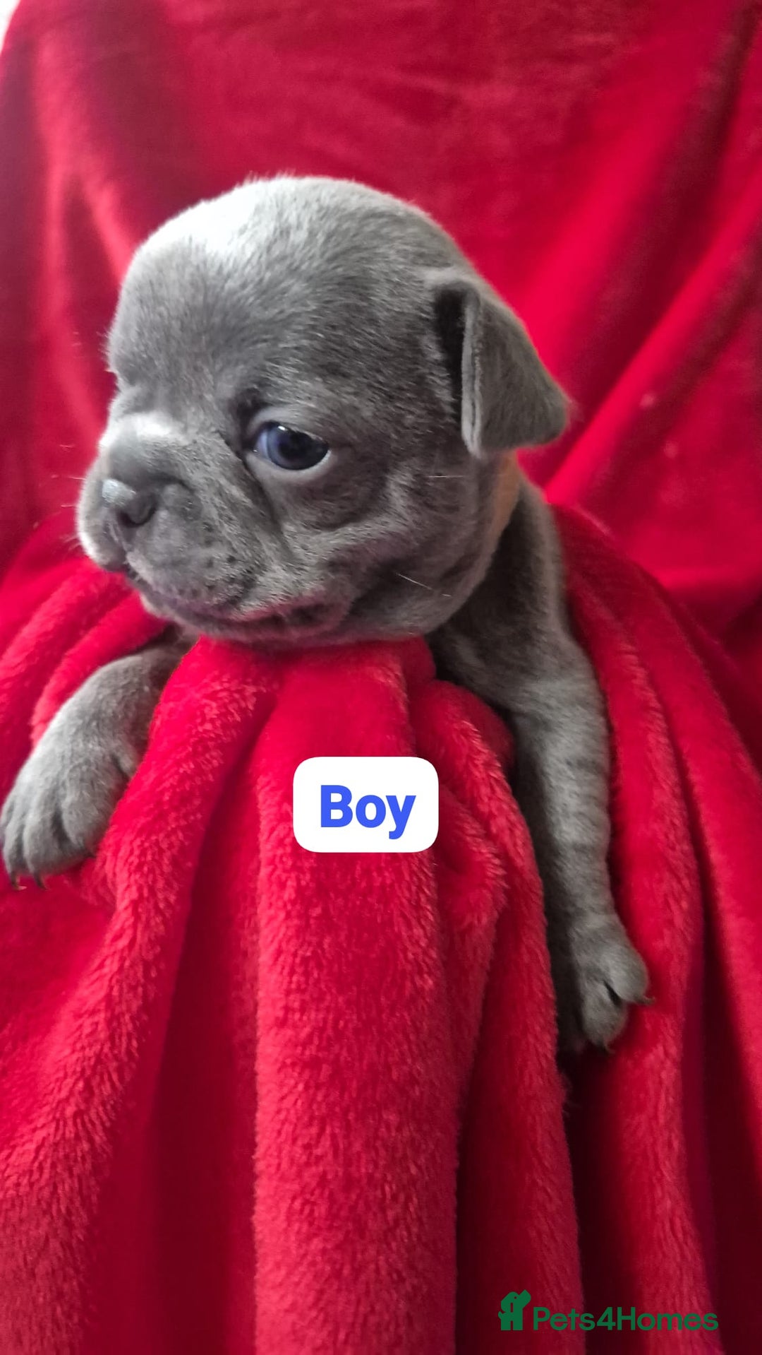 French Bulldog dogs for sale: French bulldog puppies  - Advert 3