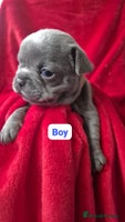French Bulldog dogs French bulldog puppies - Advert 2