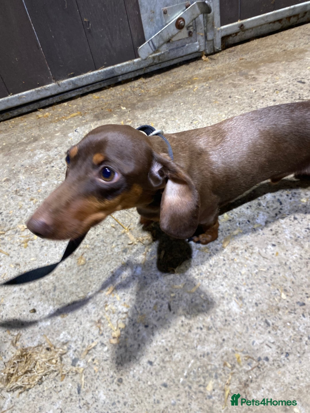 Miniature Dachshund dogs for sale: 1yo Miniature Dachshund - Advert 11