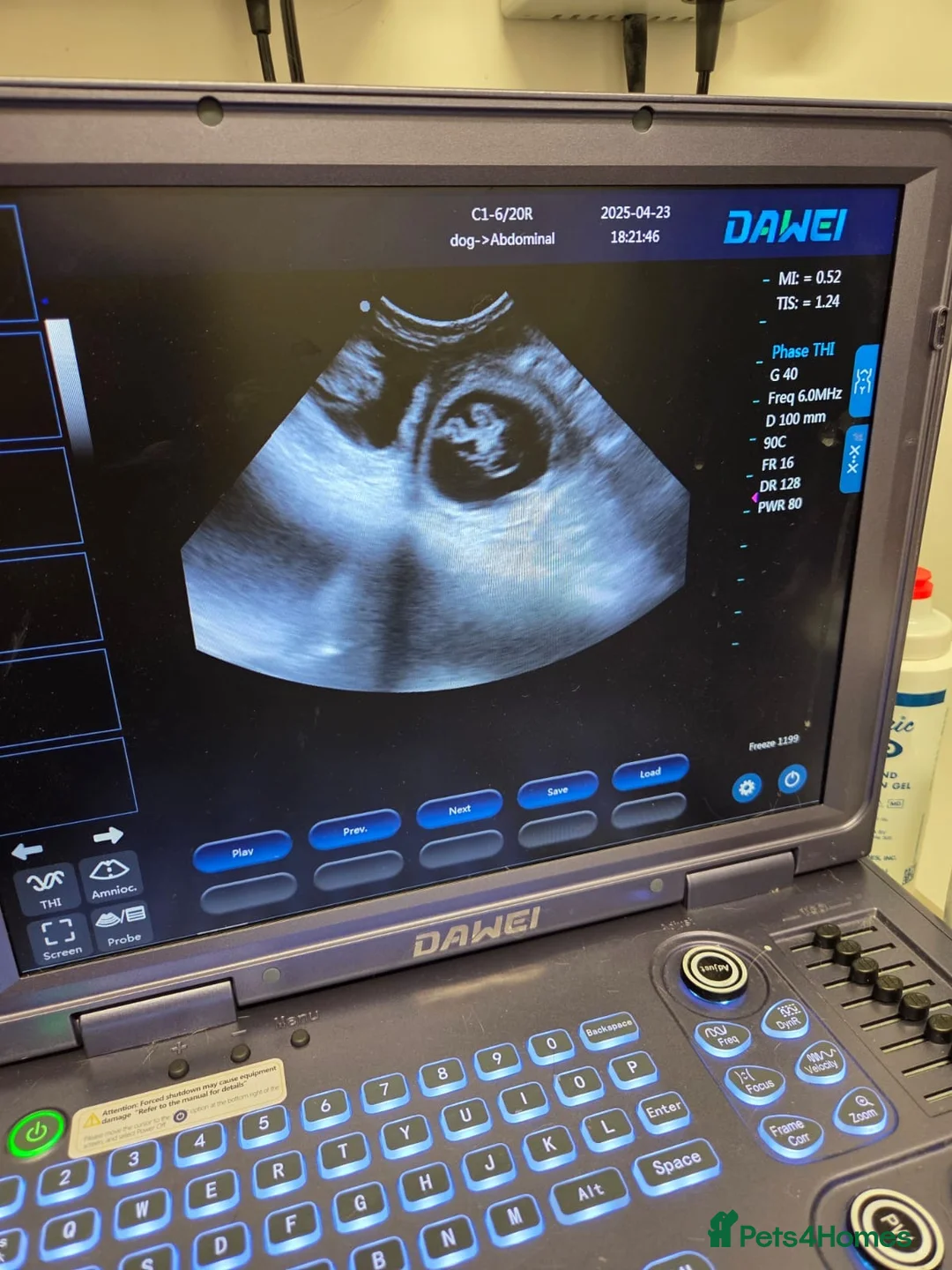 Cockapoo dogs for stud: Chocolate Cockapoo Stud - Proven & DNA Clear in Doncaster - Advert 5