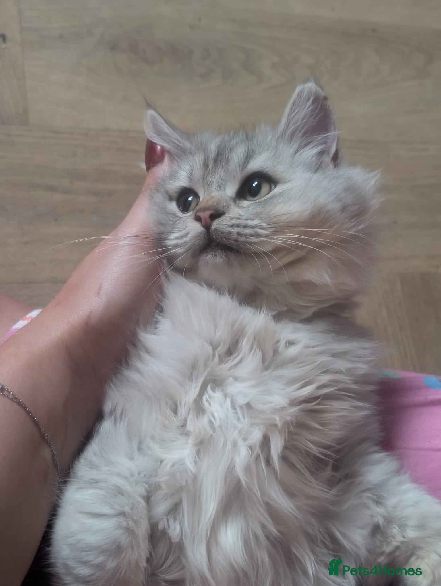 Perdoll cats Gorgeous rare Ragdolls cross Persians❤️ 1 boy left - Advert 1