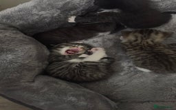 Domestic Shorthair cats for sale: 5 Tabby & Tuxedo kittens for sale - Image 15