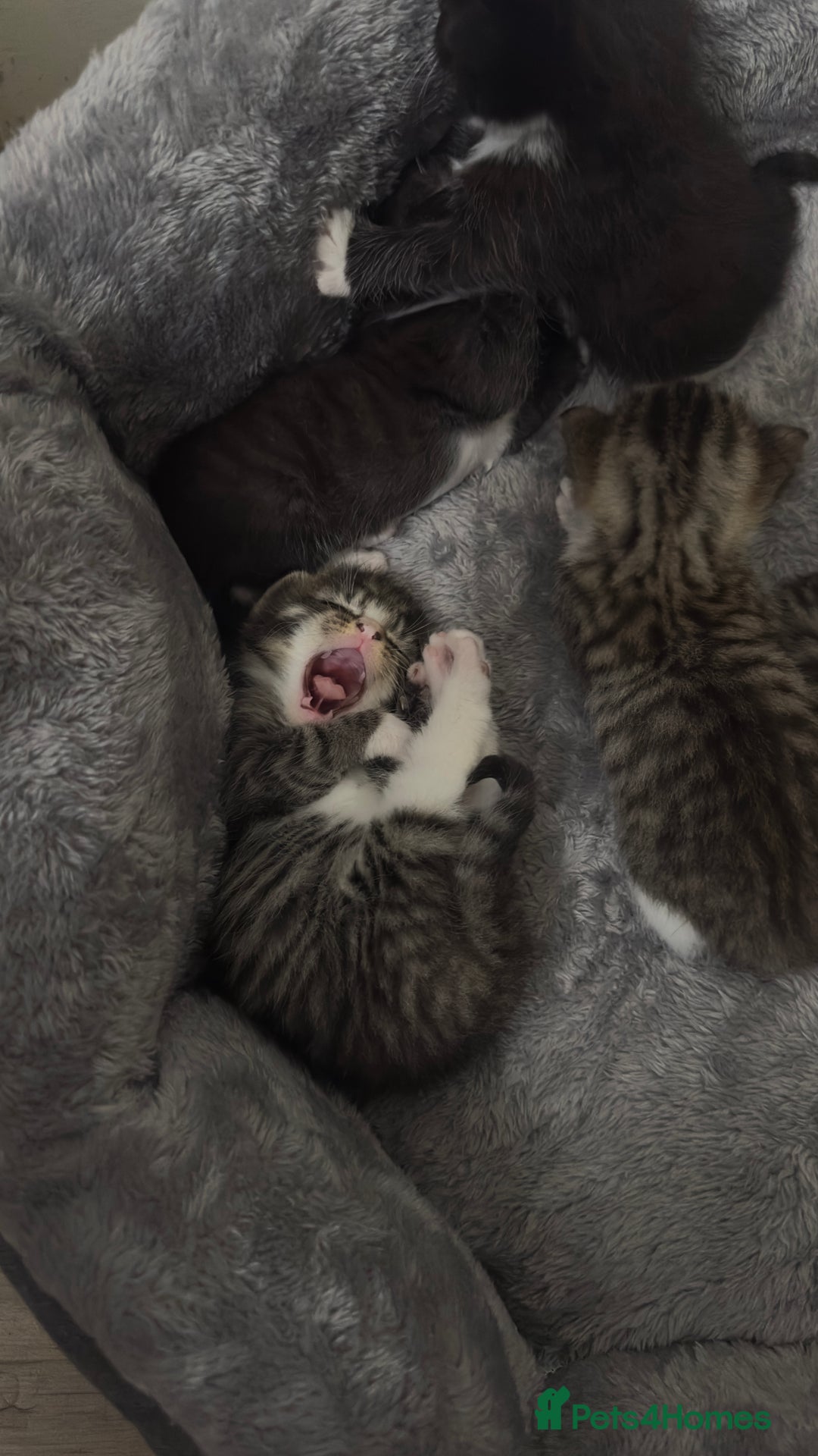 Domestic Shorthair cats for sale: 5 Tabby & Tuxedo kittens for sale - Image 15