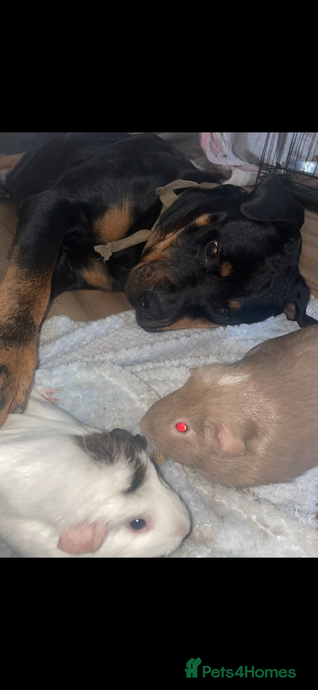 Guinea Pig rodents for sale: 2 female guinea pigs  - Advert 1