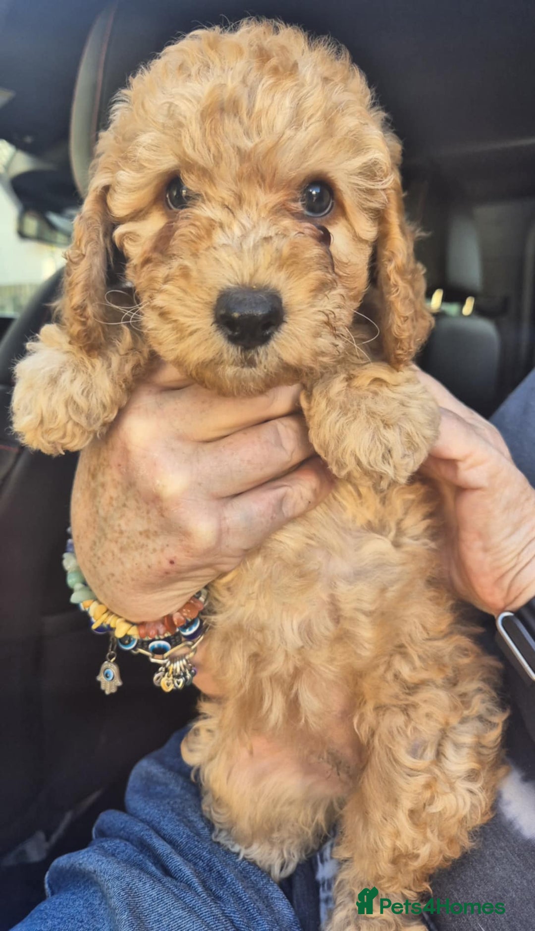 Cockapoo dogs for sale: F1 Cockapoo's - Image 25