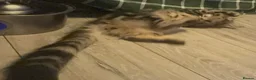 Maine Coon cats for sale: Stunning tabby pedigree XL Maine Coons ready now! - Advert 8