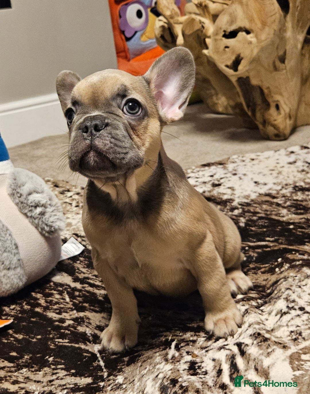 French Bulldog dogs for sale: Blue Fawn French Bulldog Puppy Girl - Advert 8