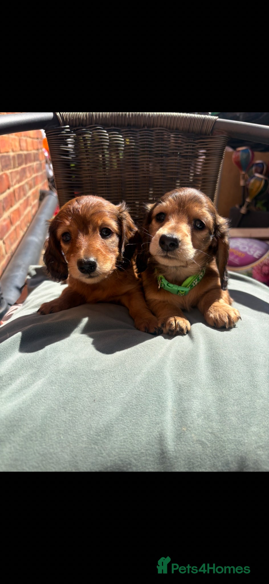 Miniature Dachshund dogs Long haired miniature dachshunds - Advert 12