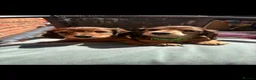 Miniature Dachshund dogs for sale: Long haired miniature dachshunds - Advert 11