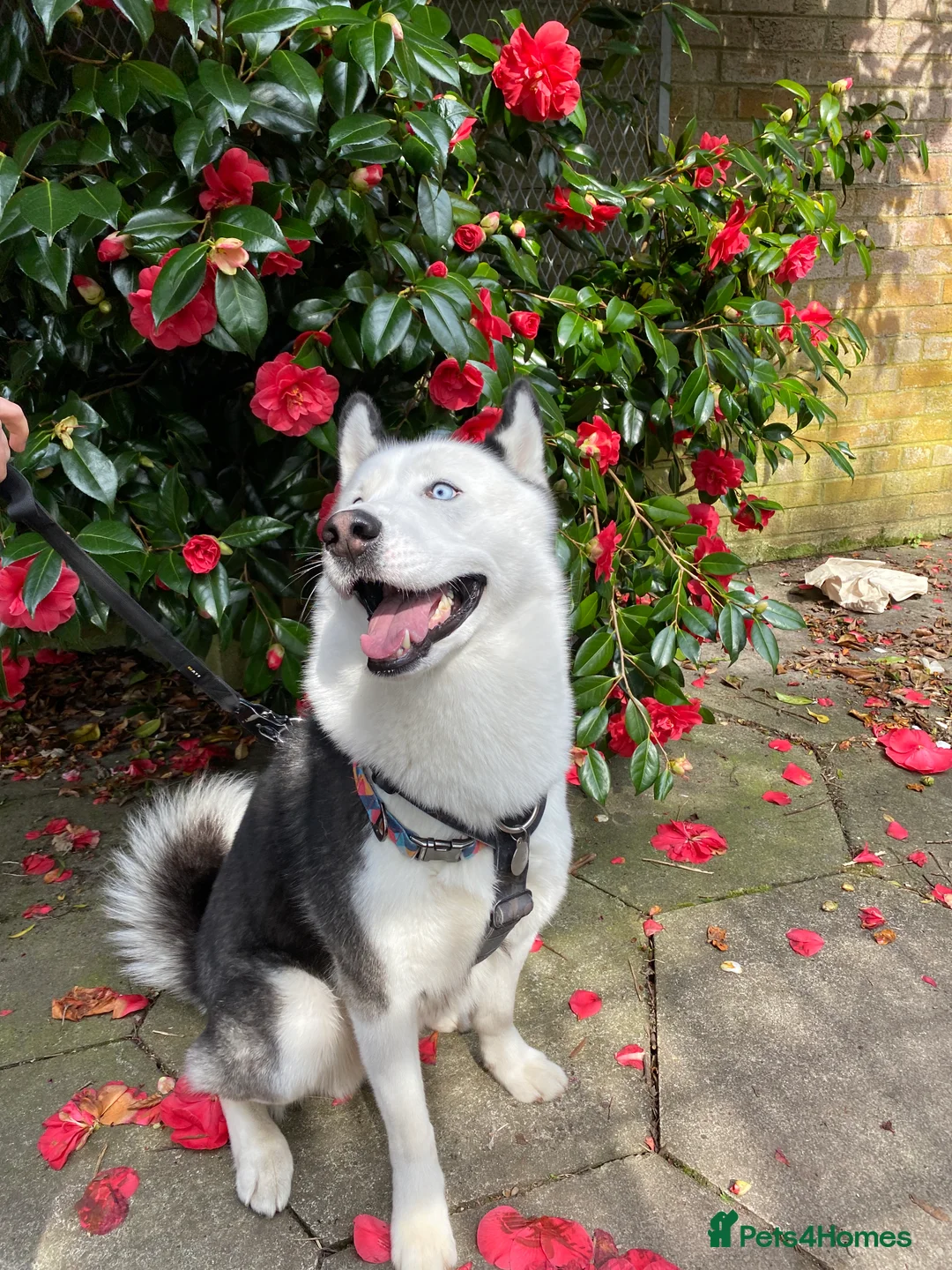 Siberian Husky dogs for stud: Stunning Blue eye Sibrian Husky for Stud (Proven) in Liverpool - Advert 12