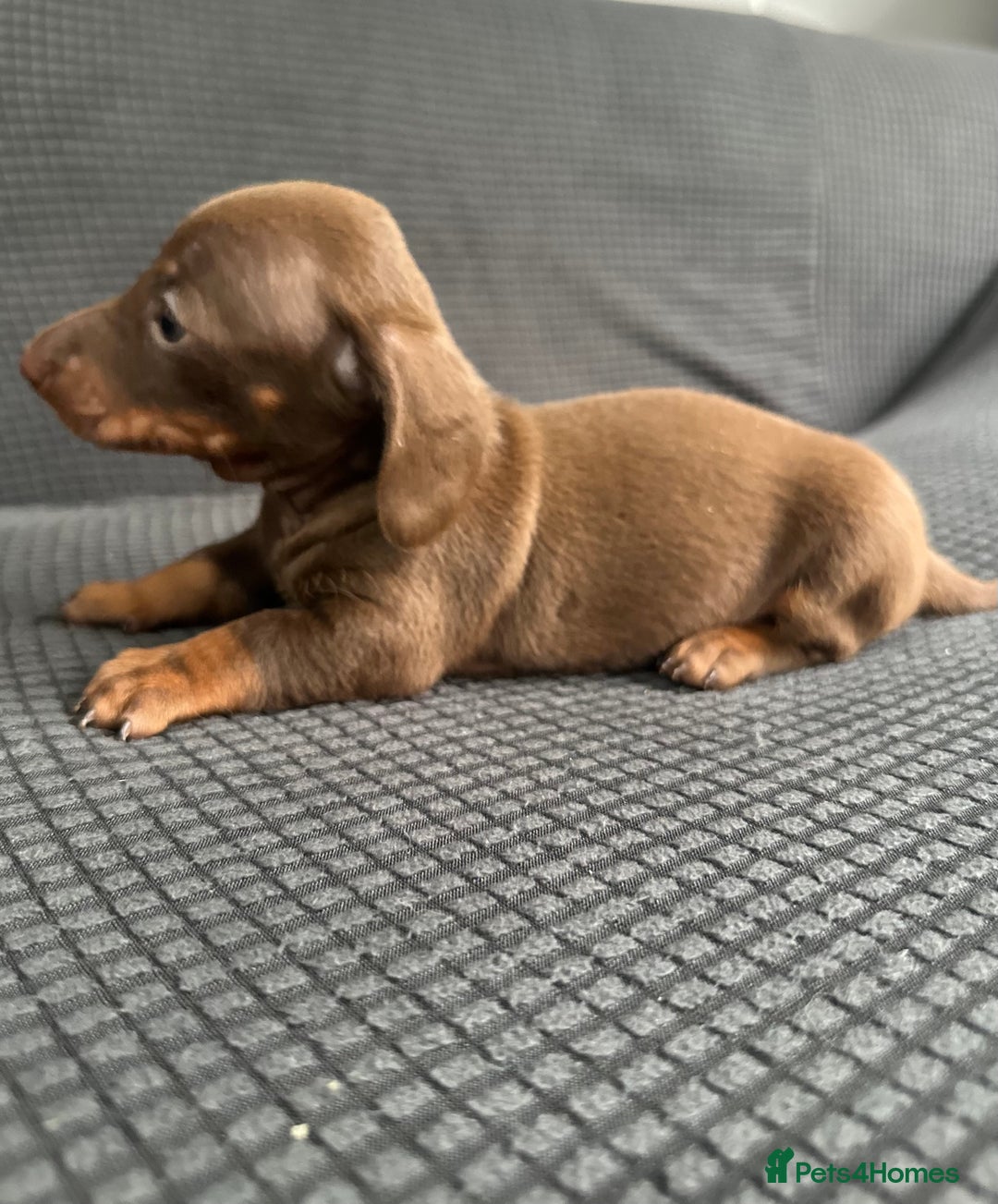 Dachshund dogs for sale: GORGEOUS DACHSHUNDS PUPPIES - Image 7