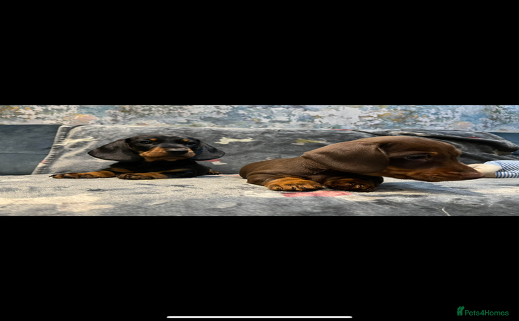 Dachshund dogs - Advert 1
