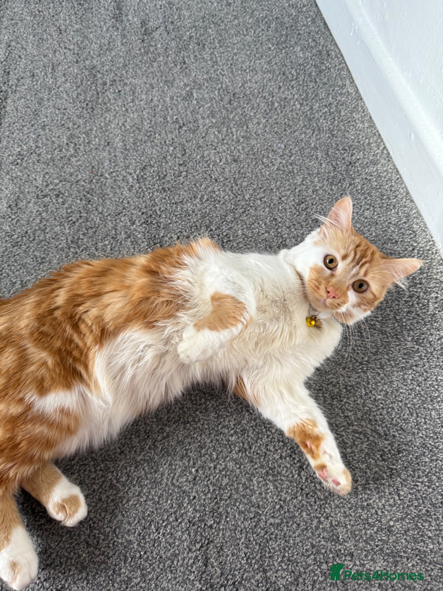 Mixed Breed cats Beautiful cat Sky  - Advert 3