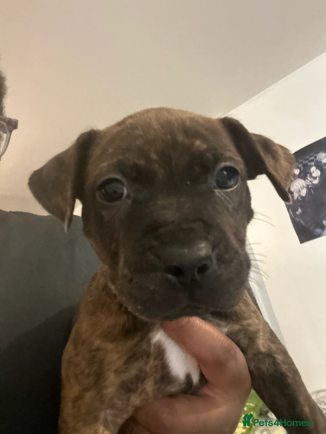 American Bull Staffy dogs for sale: Miss jay  - Advert 2