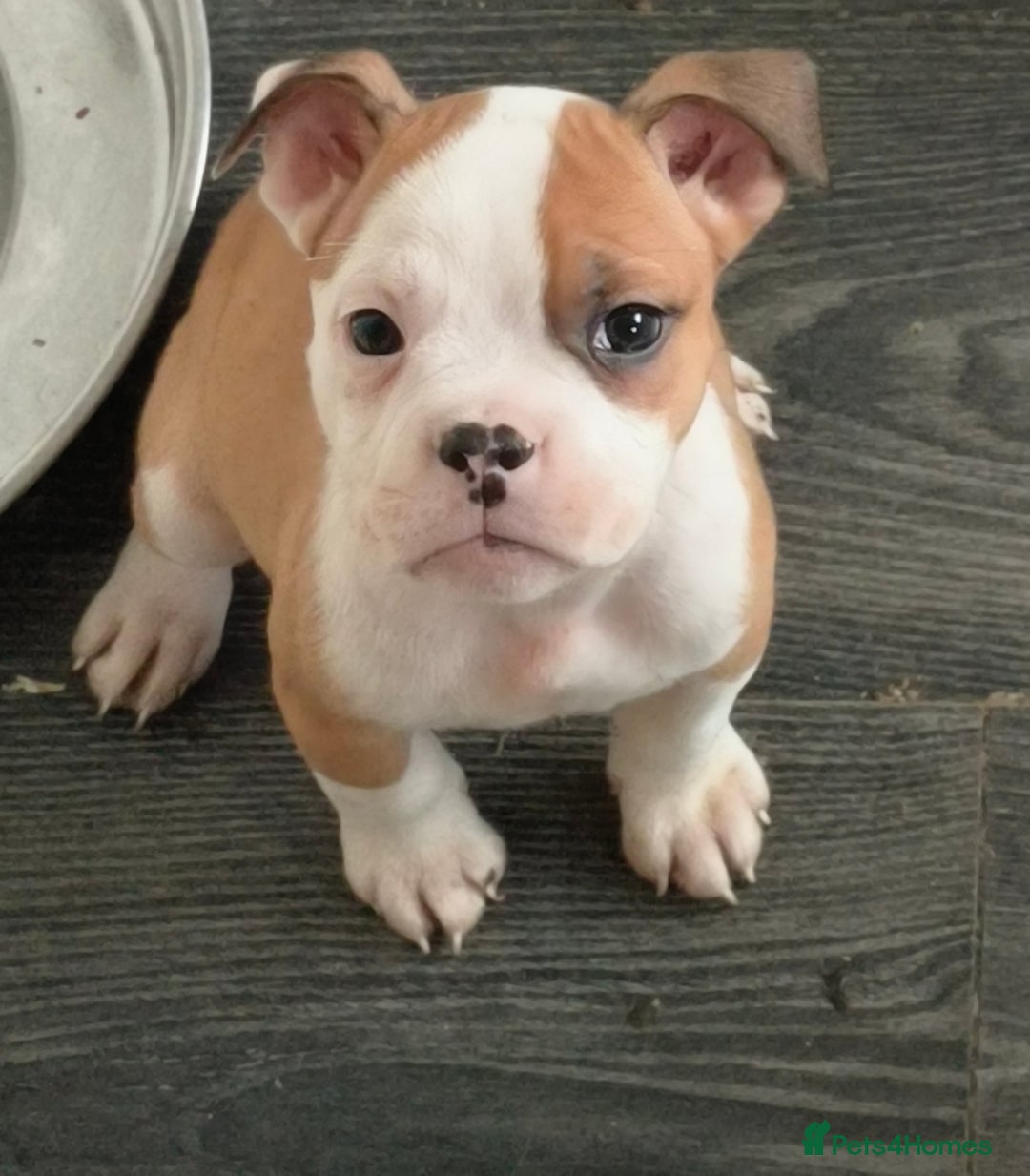 Mixed Breed dogs for sale: Price reduced!! Ready to go now! in Preston - Image 14