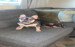 French Bulldog dogs for sale: Mother and daughter - Image 1