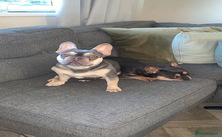 French Bulldog dogs - Advert 1