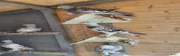 Pigeons birds for sale: Turkish pigeon for sale  - Advert 3