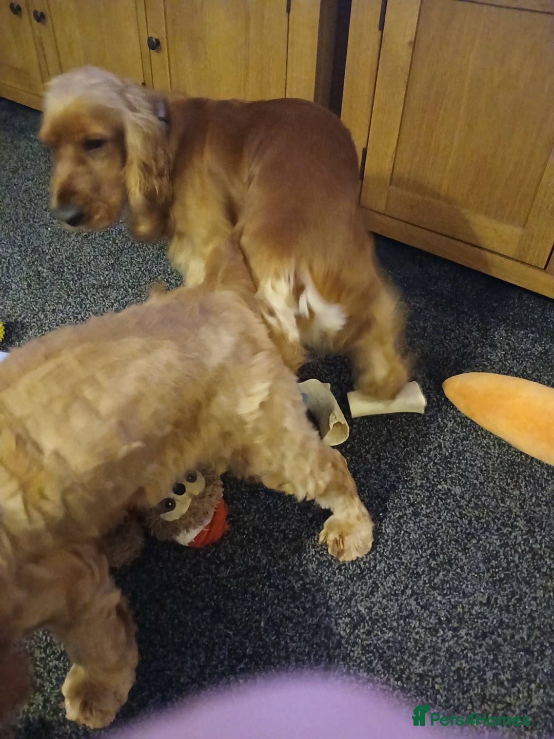 Cocker Spaniel dogs for stud: male cocker spaniel stud only - Advert 3