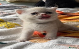 Exotic cats for sale: Superb Exotic Chinchilla kittens - Health tested  - Image 15