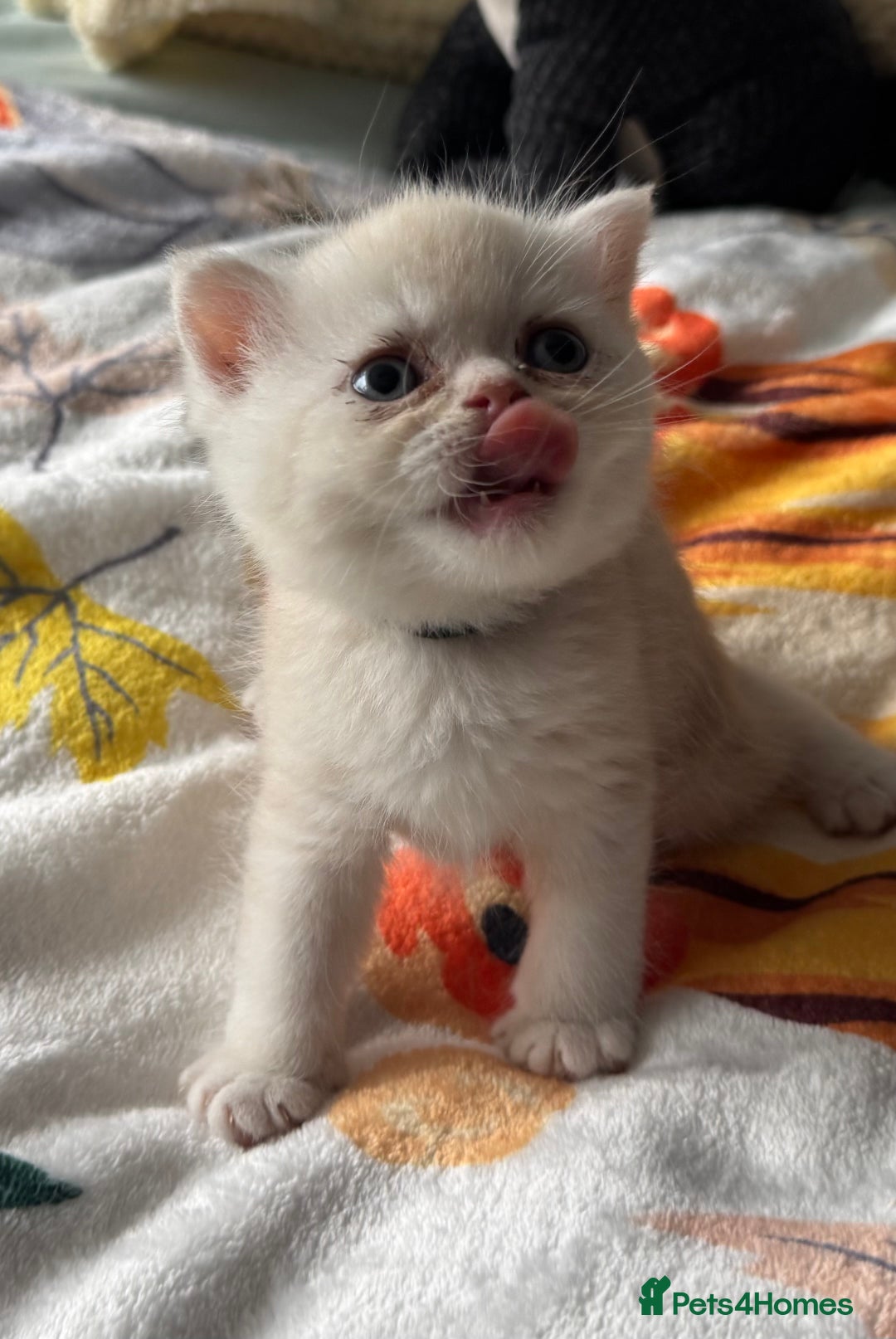 Exotic cats for sale: Superb Exotic Chinchilla kittens - Health tested  - Image 15