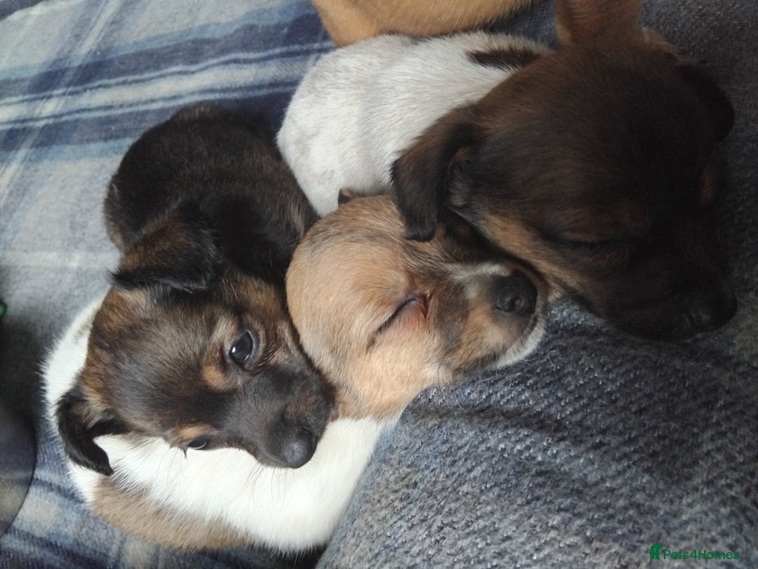 Mixed Breed dogs for sale: Lovely little jackapom puppies  - Image 3