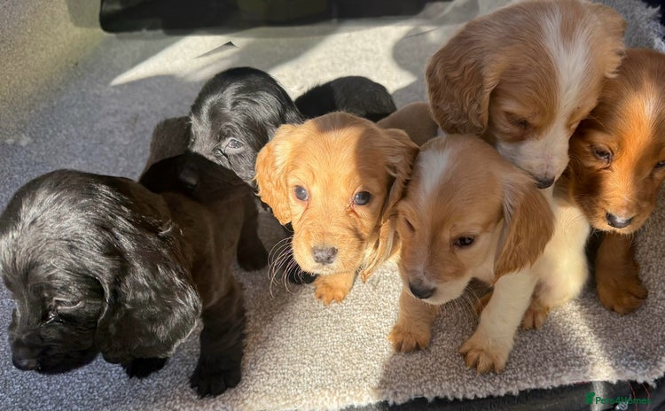 Cocker Spaniel dogs - Advert 6