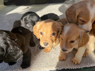 Cocker Spaniel dogs - Advert 17