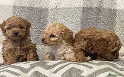 Cockapoo dogs for sale: Quality health tested F1bb Cockapoos  - Image 2