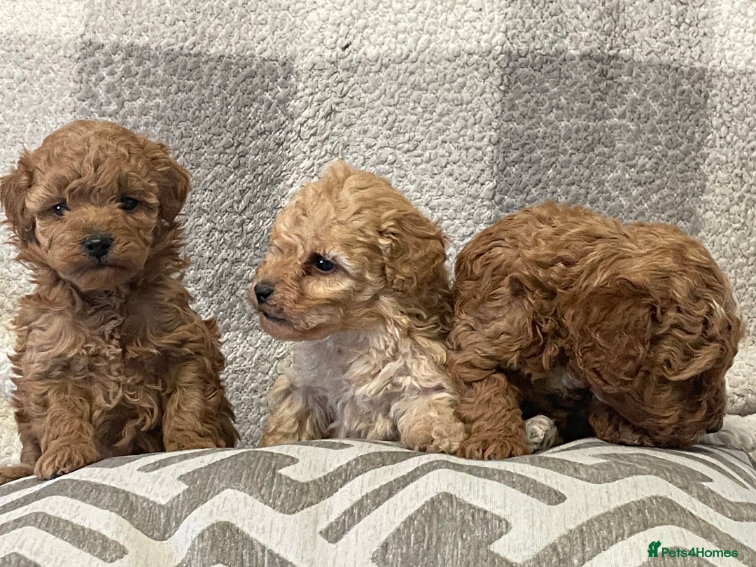 Cockapoo dogs for sale: Quality health tested F1bb Cockapoos  - Image 2
