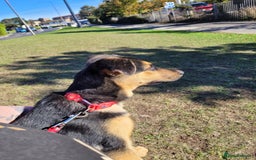 Shepsky dogs for sale: Beautiful shepsky - Image 14