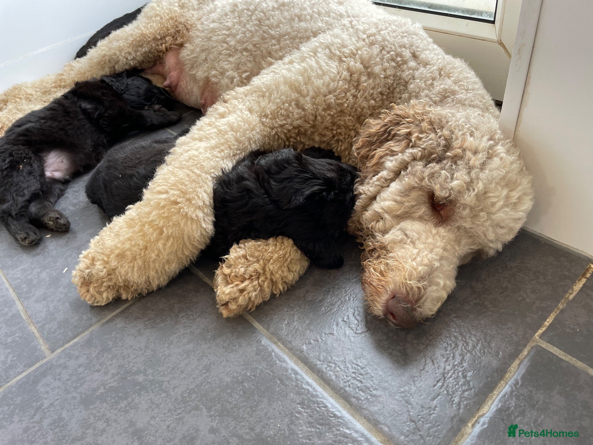 Goldendoodle dogs F1 Standard Goldendoodle Boy Ready Now  - Advert 1